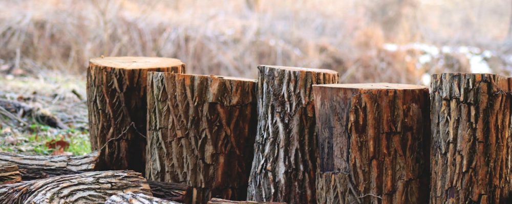 Chopped tree logs stacked in a serene outdoor woodland area, capturing the essence of autumn.